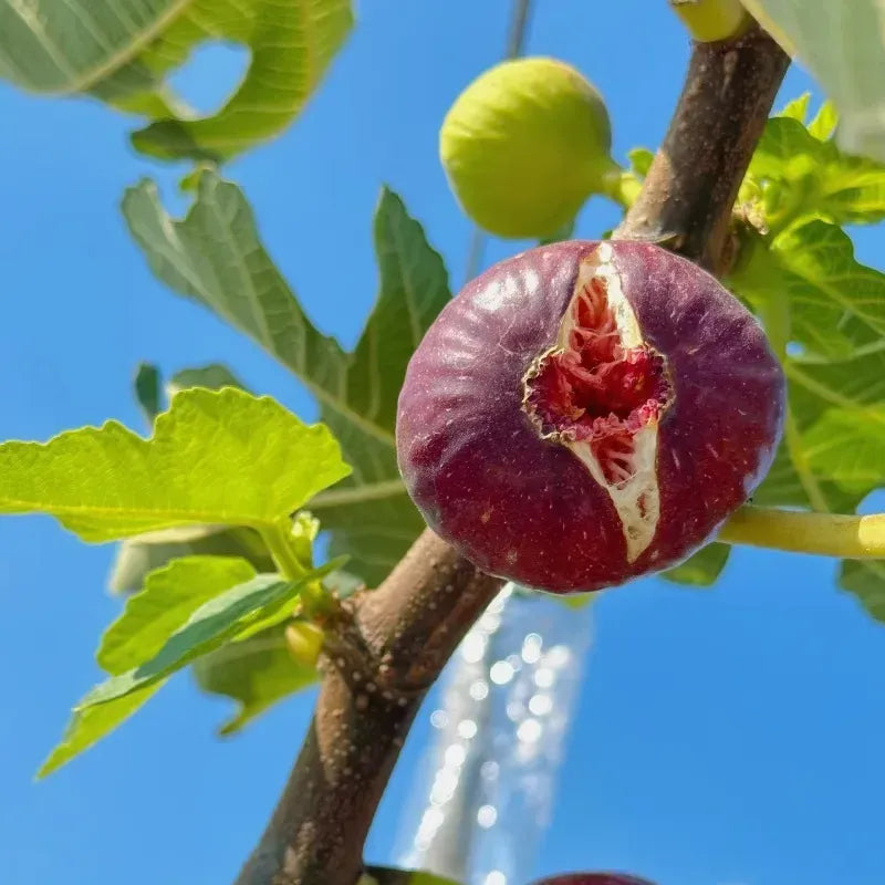 π Figs β A Sweet Delight for Your Home Garden! π