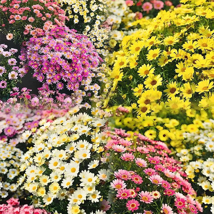 Last Day Sale - 50% OFF🌱 Pest Killer-Pyrethrum Daisy Seeds - Mixed Color