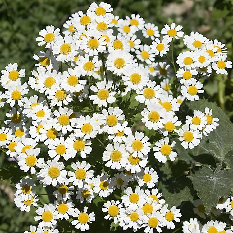 Last Day Sale - 50% OFF🌱 Pest Killer-Pyrethrum Daisy Seeds - Mixed Color