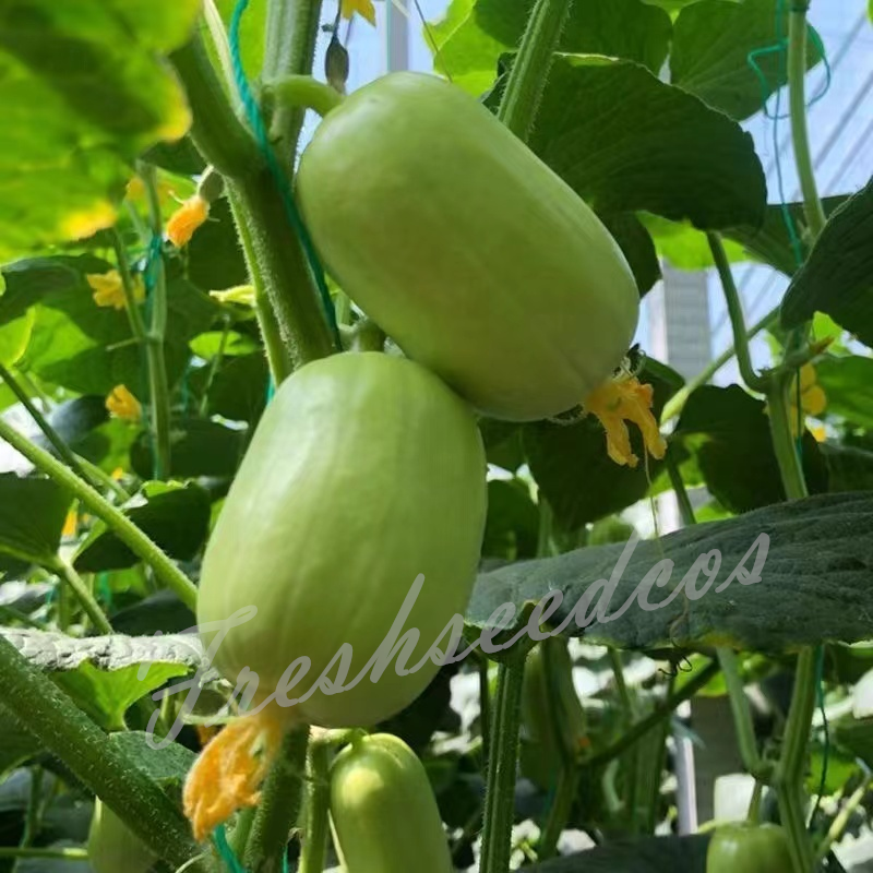 🥒Jade Lady Cucumber Seeds😍Vibrant, smooth, high-yield cucumbers – easy to grow!