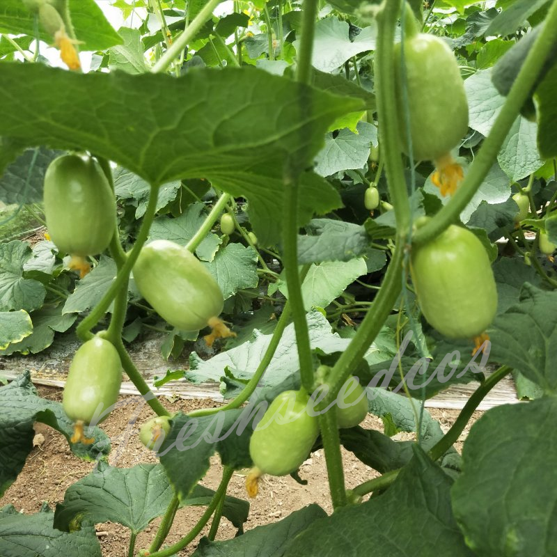 🥒Jade Lady Cucumber Seeds😍Vibrant, smooth, high-yield cucumbers – easy to grow!