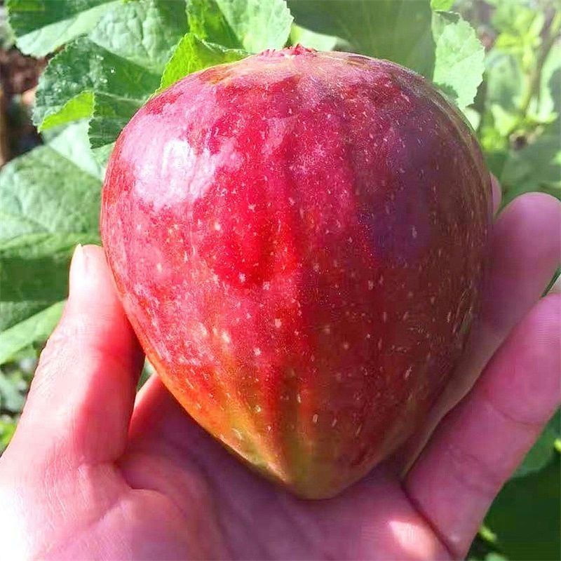 π Figs β A Sweet Delight for Your Home Garden! π