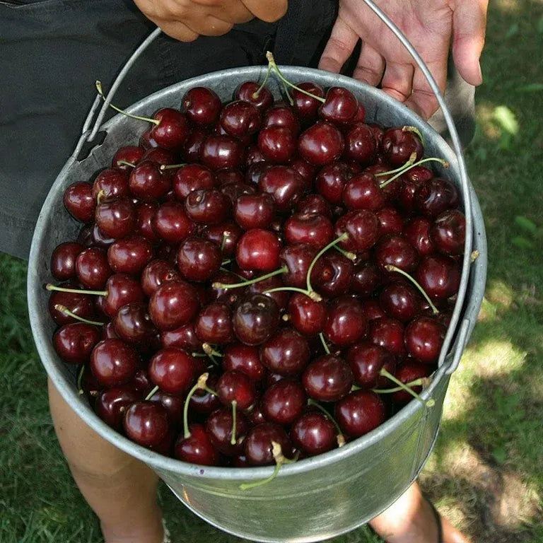 ✨Top Grade & Productive – Chilean Cherry Seeds Direct from Origin🌱