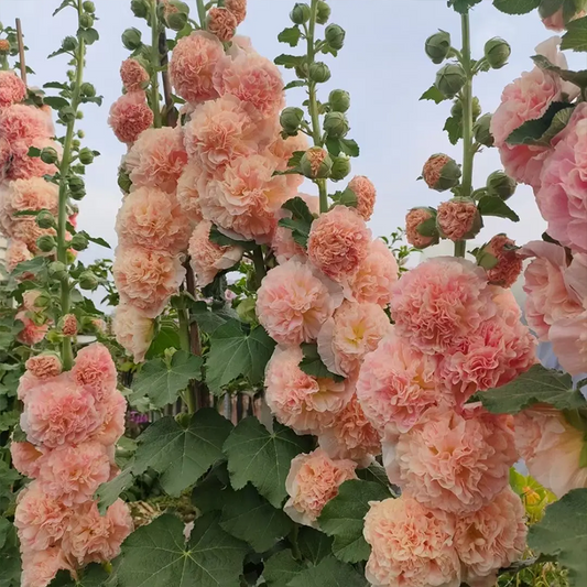 DOUBLE HOLLYHOCK SEEDS