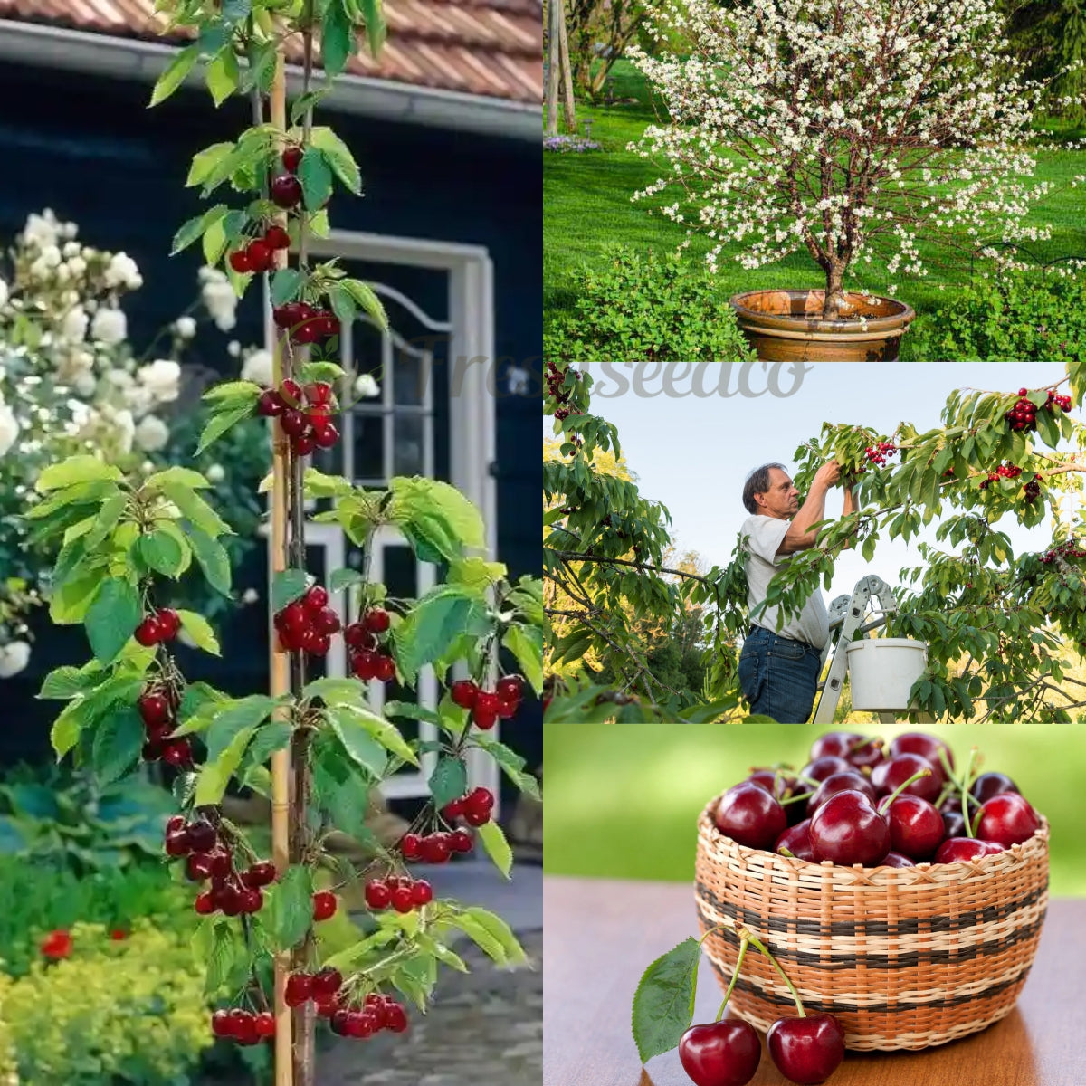 ✨Top Grade & Productive – Chilean Cherry Seeds Direct from Origin🌱