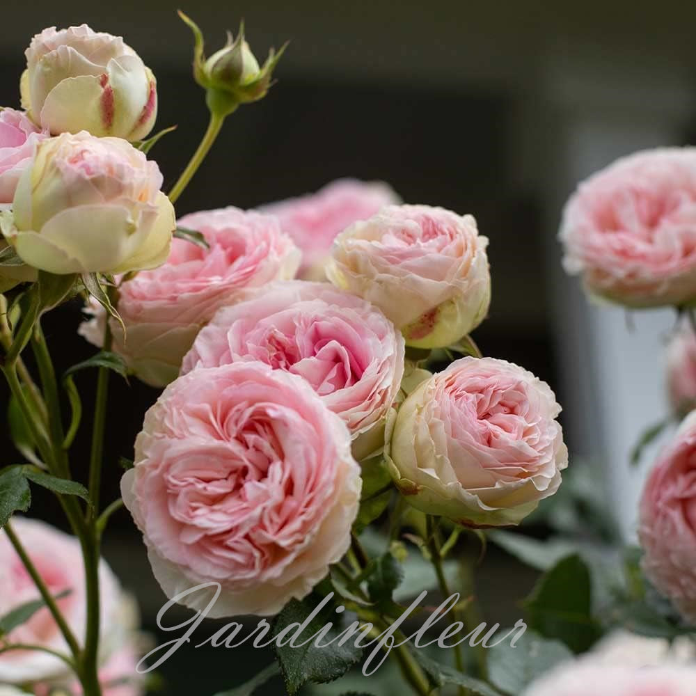 Climbing Rose Seeds