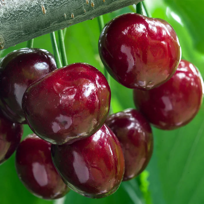 ✨Top Grade & Productive – Chilean Cherry Seeds Direct from Origin🌱