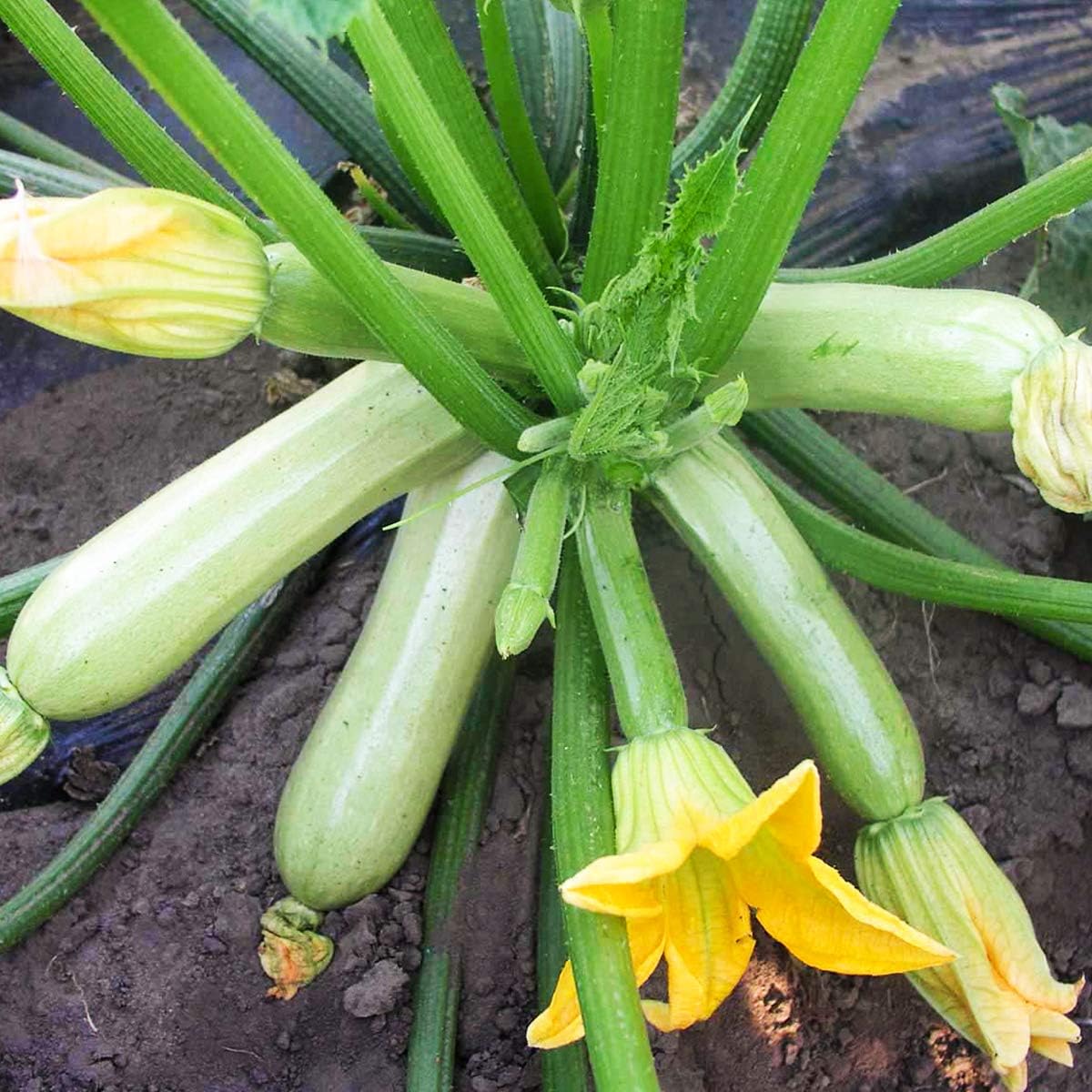 🍰 Creamy Zucchini — The Perfect Blend of Flavor and Health