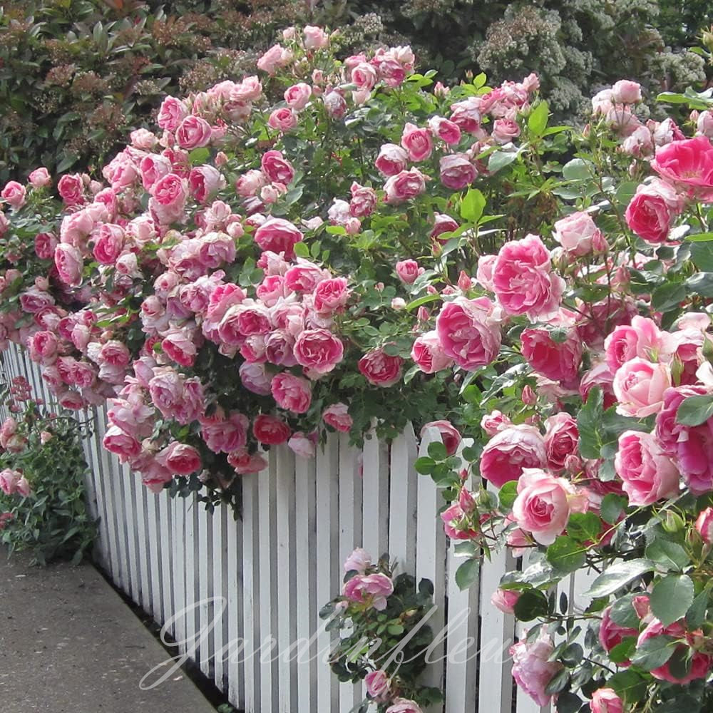 Climbing Rose Seeds