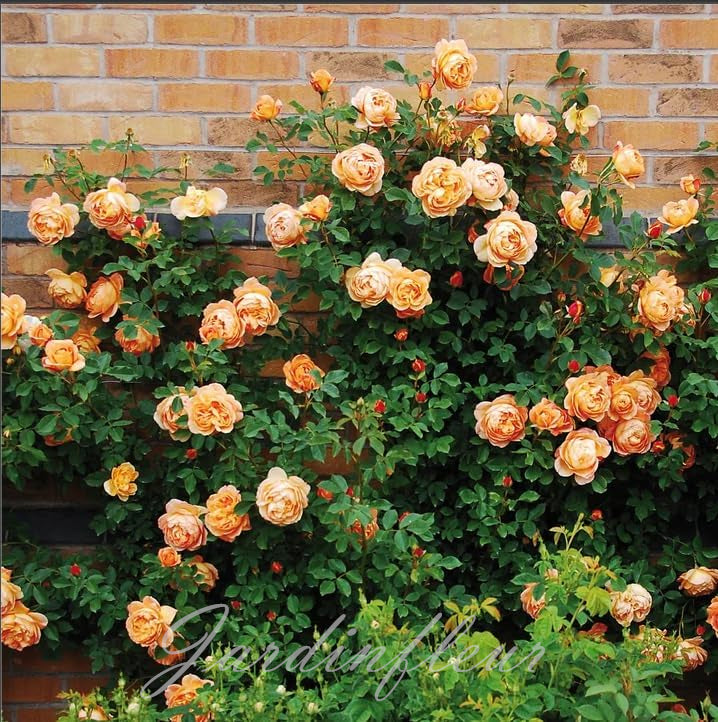 Climbing Rose Seeds