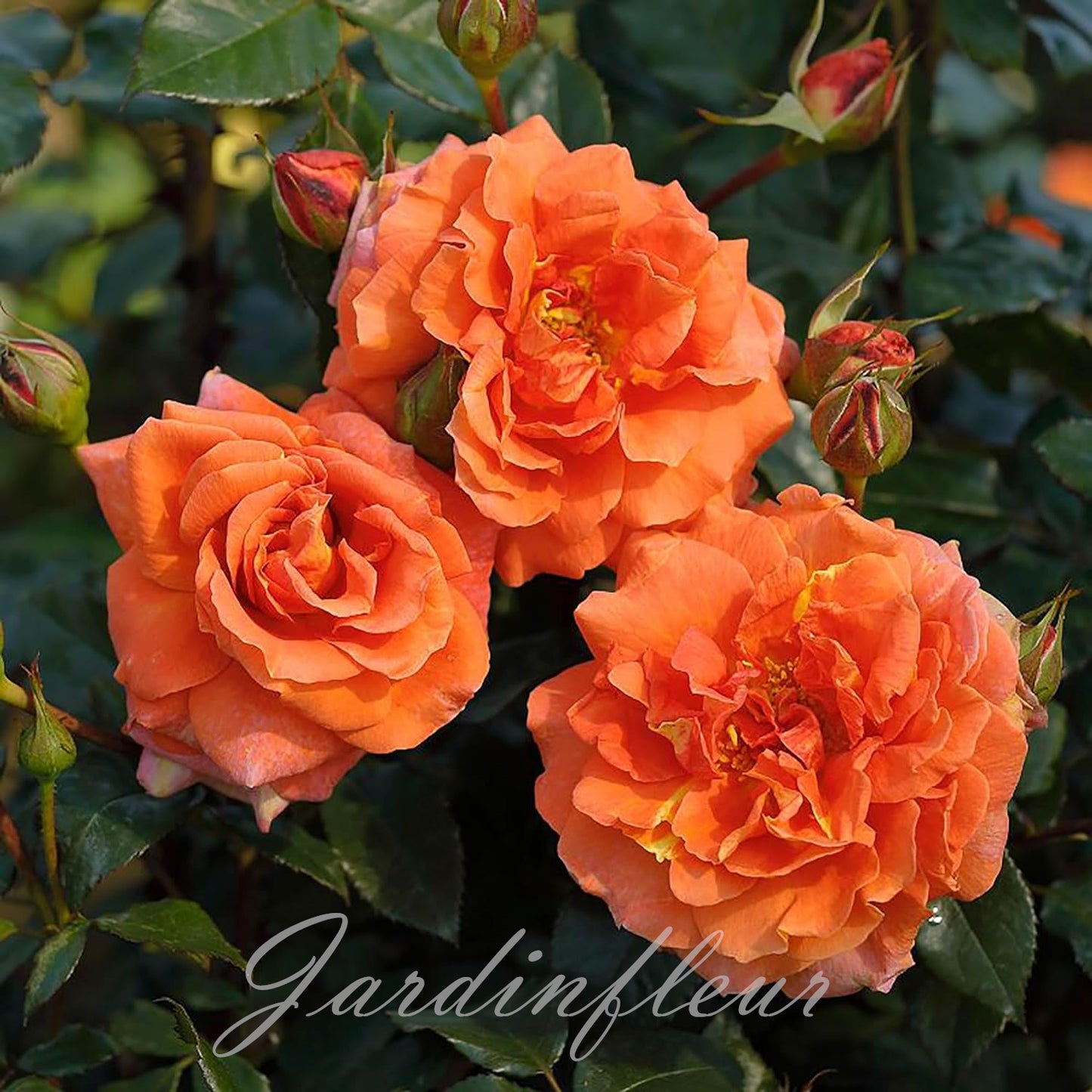 Climbing Rose Seeds