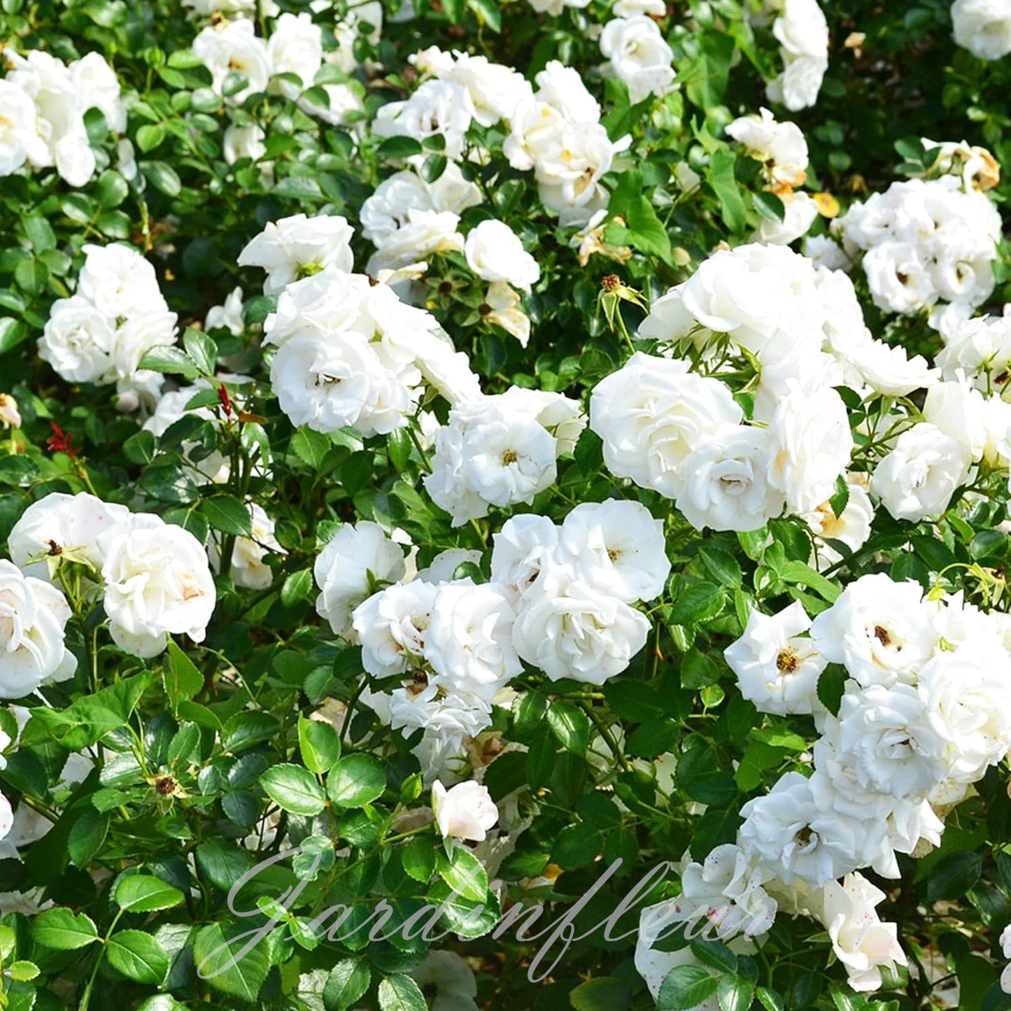 Climbing Rose Seeds