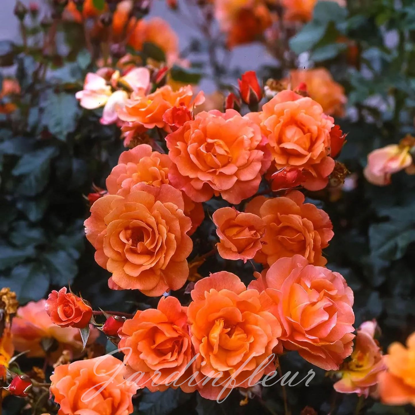 Climbing Rose Seeds