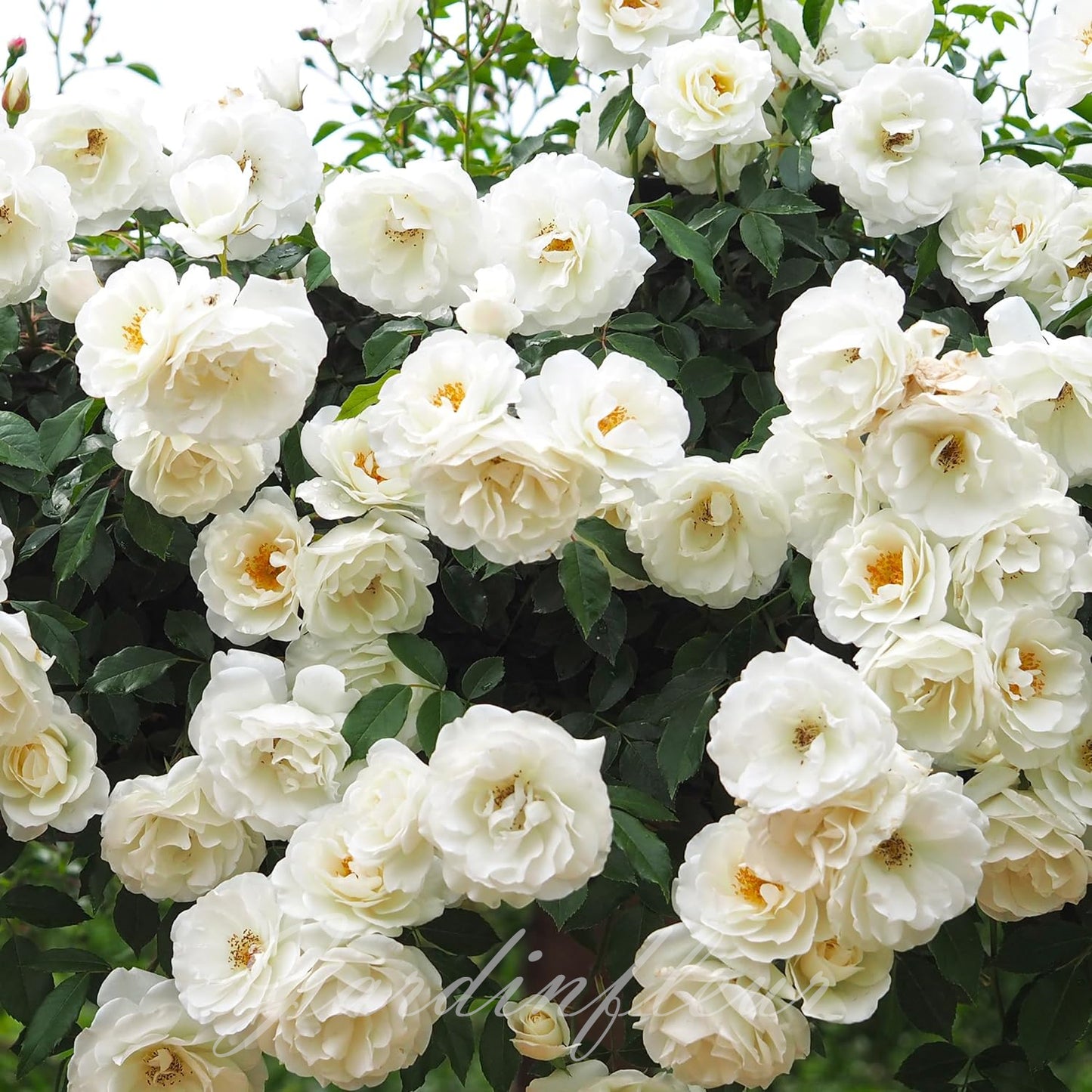 Climbing Rose Seeds