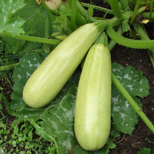🍰 Creamy Zucchini — The Perfect Blend of Flavor and Health