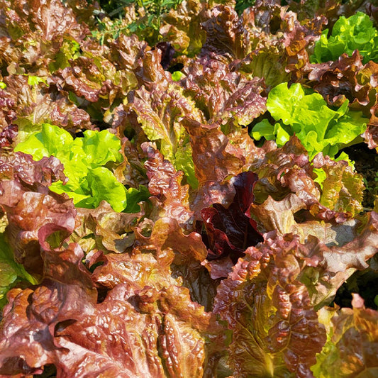 Organic Lettuce Seeds