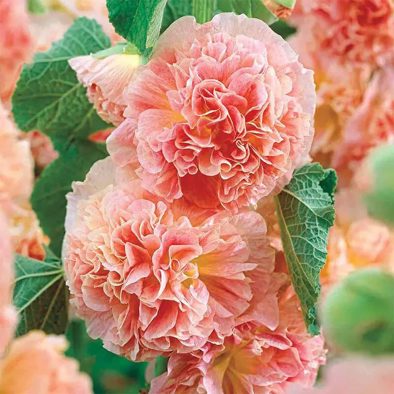 DOUBLE HOLLYHOCK SEEDS