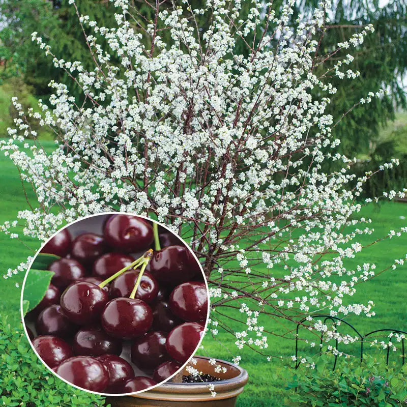 ✨Top Grade & Productive – Chilean Cherry Seeds Direct from Origin🌱