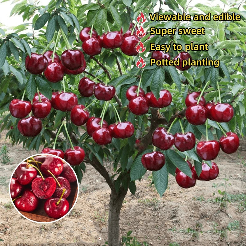 ✨Top Grade & Productive – Chilean Cherry Seeds Direct from Origin🌱