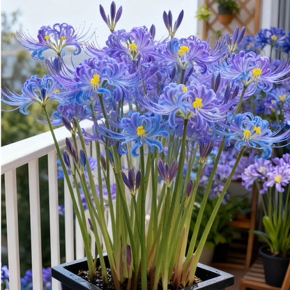 💥💮Seraphic Glow Spider Lily Bulbs – Easy to Grow, Stunning Blooms