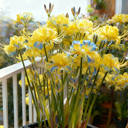 💥💮Seraphic Glow Spider Lily Bulbs – Easy to Grow, Stunning Blooms