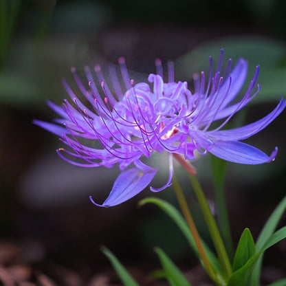 ✨🌺Spider Lily🌸 brightens up your garden with its magical beauty! 🧚🏻