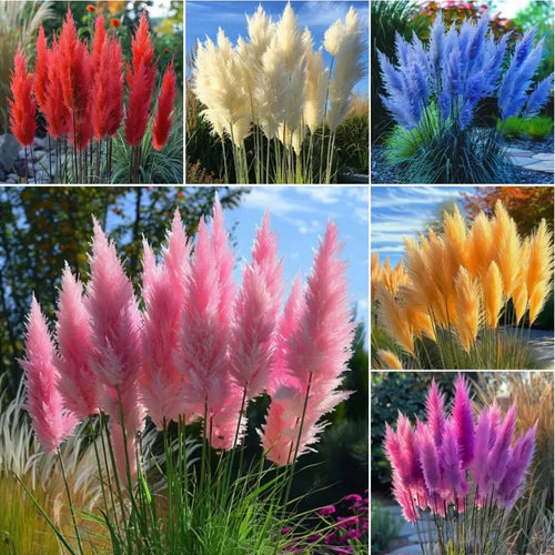 🔥Garden Essentials🌾Ornamental Perennial Pampas Grass Seeds🌱