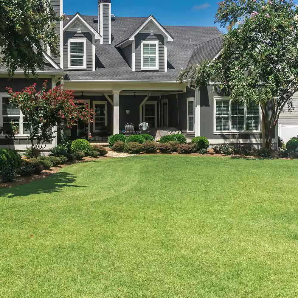 🌿🌟 Four Seasons Evergreen Dwarf Grass Seeds – Your Lawn’s New Best Friend
