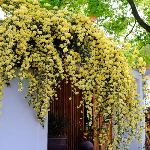 Yellow Banks Rose Seeds
