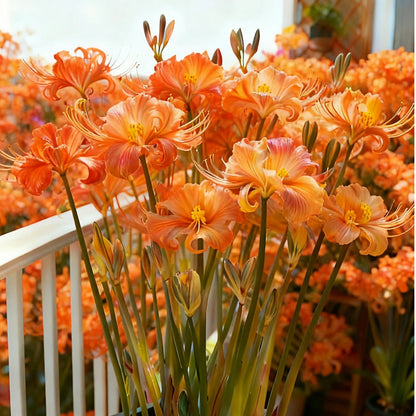 💥💮Seraphic Glow Spider Lily Bulbs – Easy to Grow, Stunning Blooms