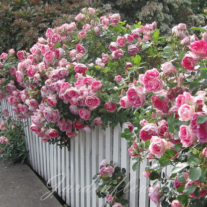 Climbing Rose Seeds