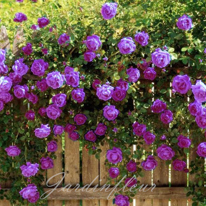 Climbing Rose Seeds