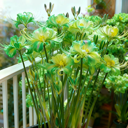 💥💮Seraphic Glow Spider Lily Bulbs – Easy to Grow, Stunning Blooms