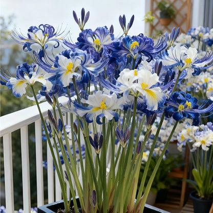 💥💮Seraphic Glow Spider Lily Bulbs – Easy to Grow, Stunning Blooms