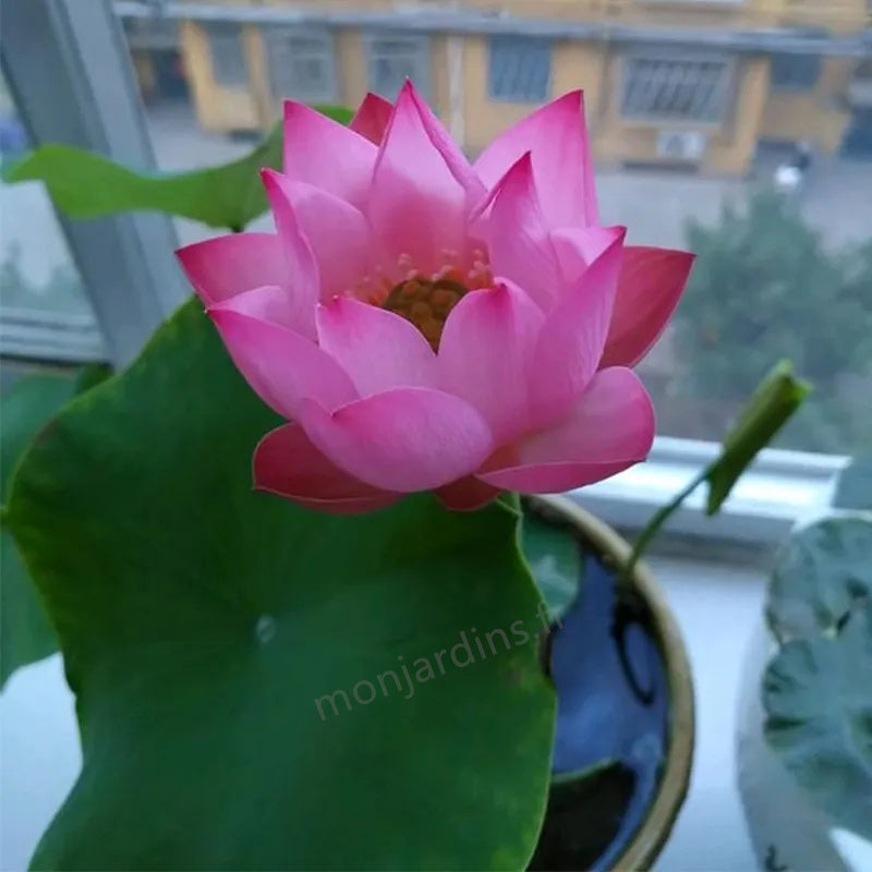 🎁50% Discount🌺The sacred lotus flower in bonsai