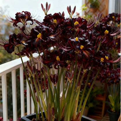 💥💮Seraphic Glow Spider Lily Bulbs – Easy to Grow, Stunning Blooms