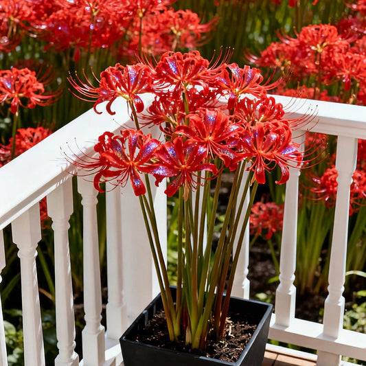 💥💮Seraphic Glow Spider Lily Bulbs – Easy to Grow, Stunning Blooms