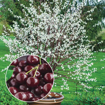 ✨Top Grade & Productive – Chilean Cherry Seeds Direct from Origin🌱