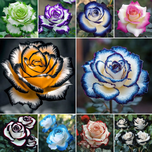 Rare Blue Moon Rose 🌌Multi-Colored Petal Lace Rose🌈🌹