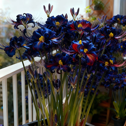 💥💮Seraphic Glow Spider Lily Bulbs – Easy to Grow, Stunning Blooms