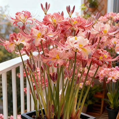 💥💮Seraphic Glow Spider Lily Bulbs – Easy to Grow, Stunning Blooms